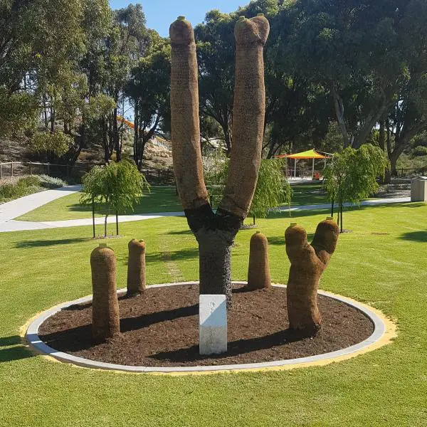 1000yo Grasstree Finds New Home 1000yo Grasstree Finds New Home