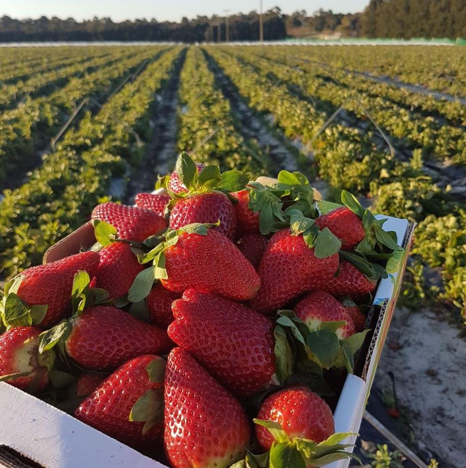 Best Places for Fruit Picking Near Yanchep