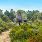 Yanchep Trails