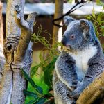 Koala sitting in a tree along Yanchep National Park trails