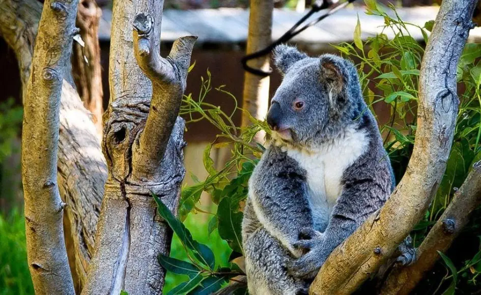 Our Top 5 Trails to Do in Yanchep National Park Koala sitting in a tree along Yanchep National Park trails