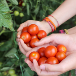 Veggie garden ideas to wow your neighbours