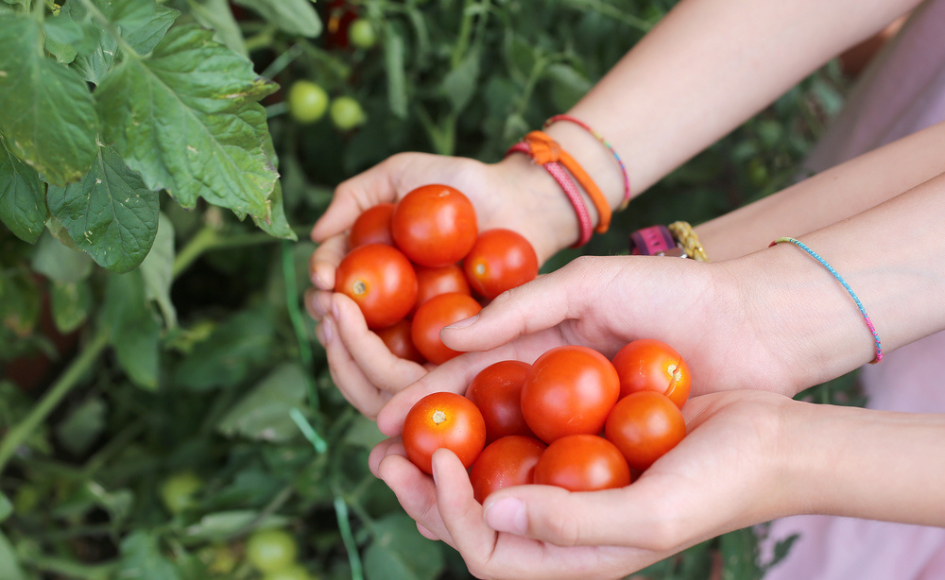 Veggie Garden Ideas to Wow Your Neighbours Veggie garden ideas to wow your neighbours